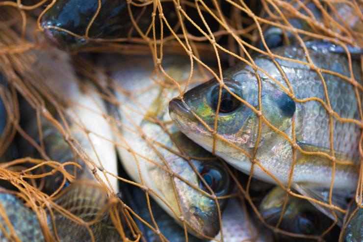 Attenzione all'origine del pesce indicata sull'etichetta