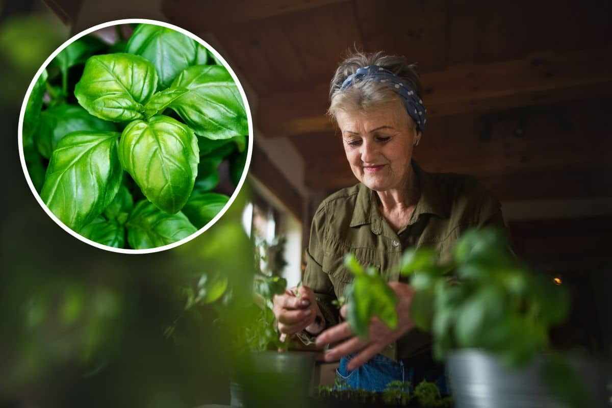 Basilico, così foglie più grandi