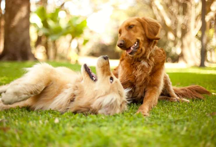 Cane importazione