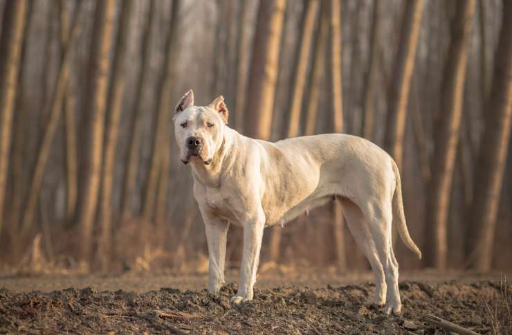 cani norvegia cosa accade?