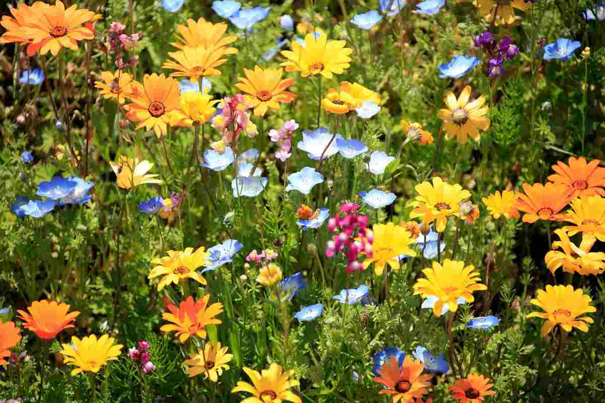 giardini fioriti colorati in Italia