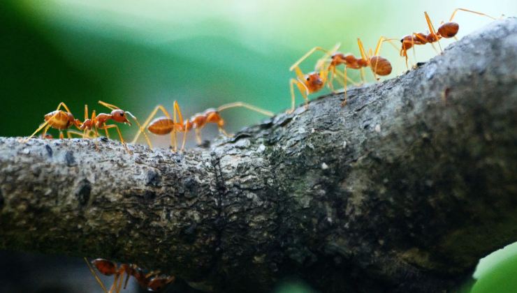 scoperta una nuova specie di formiche